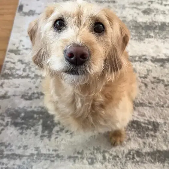 Goldendoodle