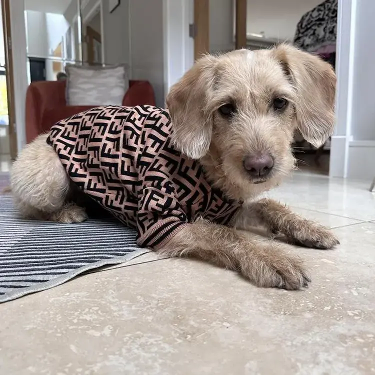 Goldendoodle