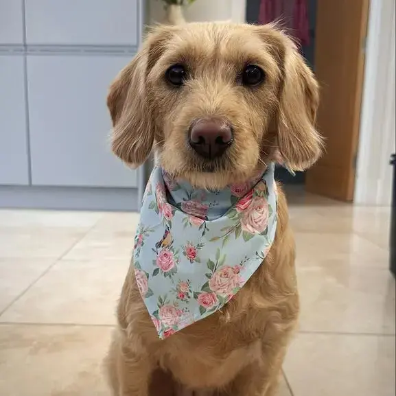 Goldendoodle
