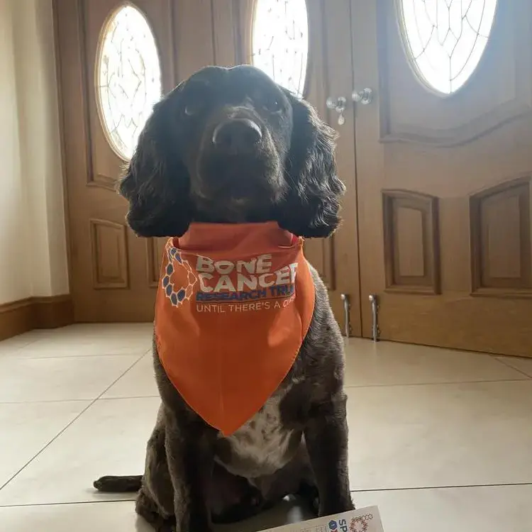 English Springer Spaniel