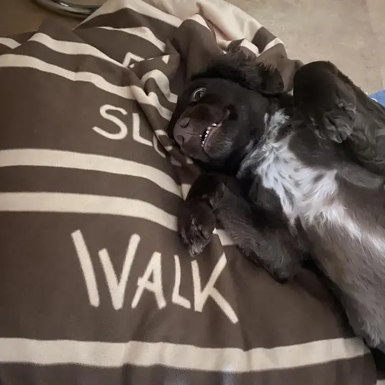 English Springer Spaniel