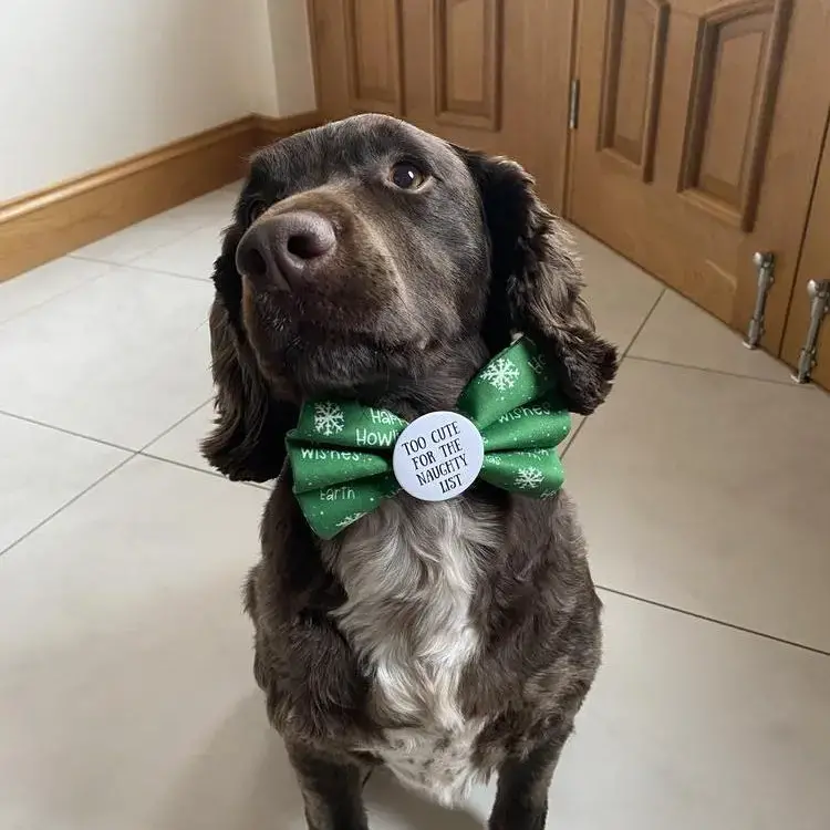 English Springer Spaniel