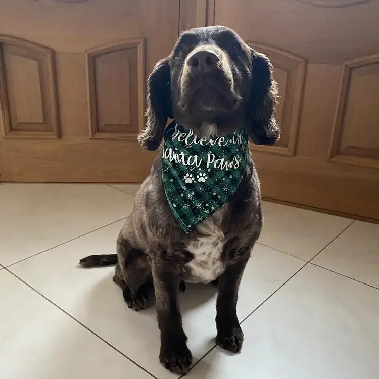English Springer Spaniel