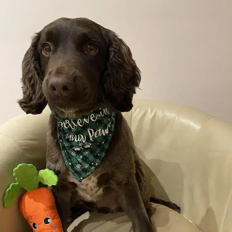 English Springer Spaniel
