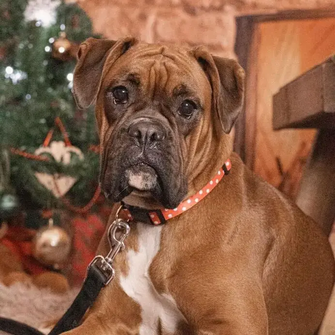 Boxer