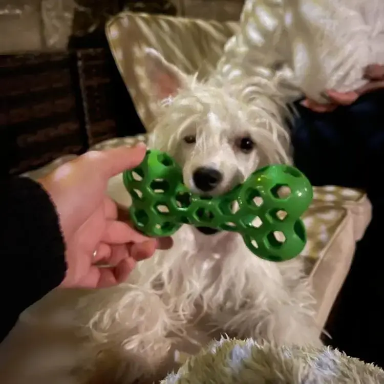 Chinese Crested