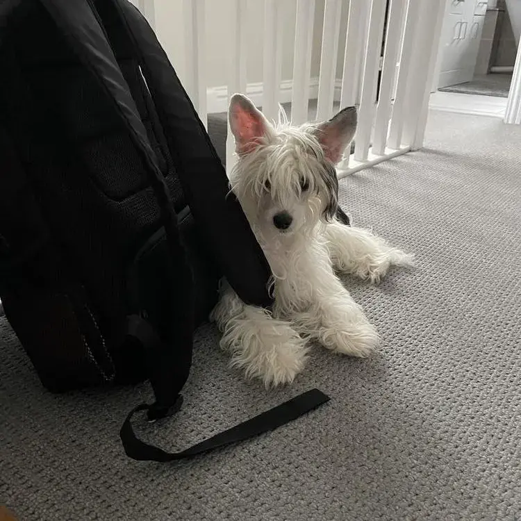 Chinese Crested