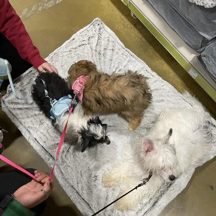 Chinese Crested