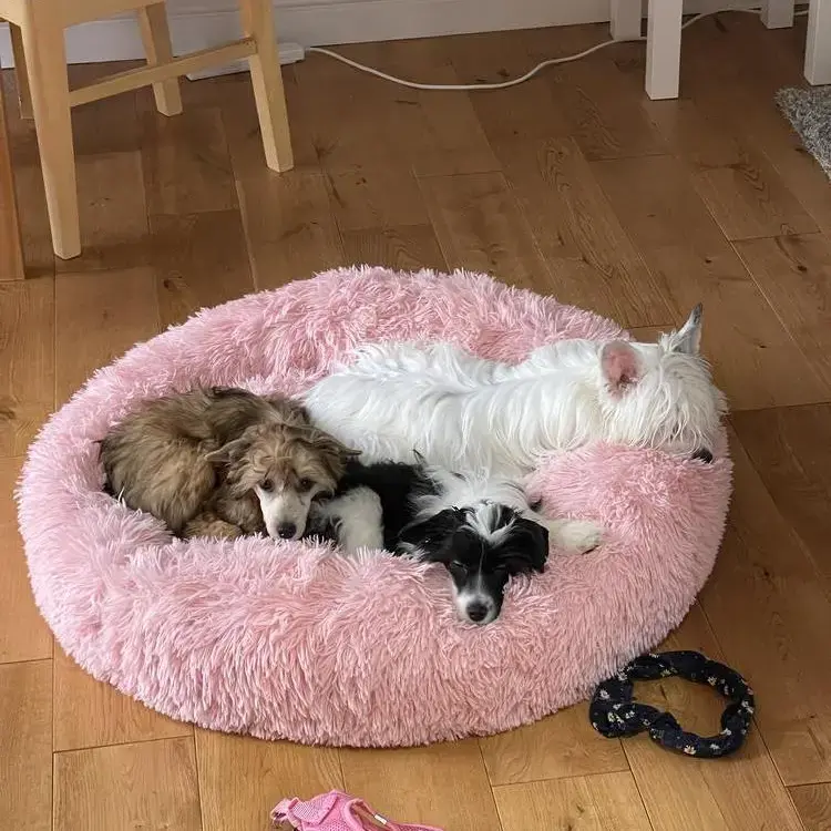 Chinese Crested