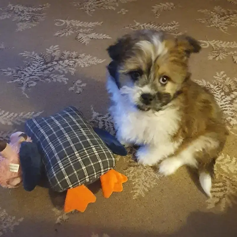 Poodle (Miniature)