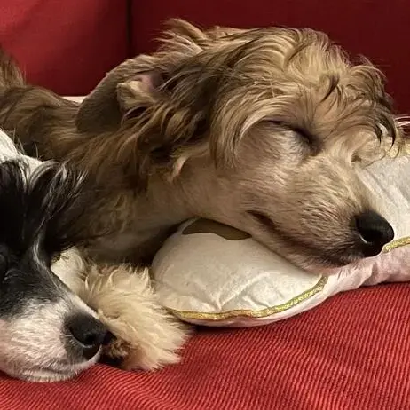 Chinese Crested