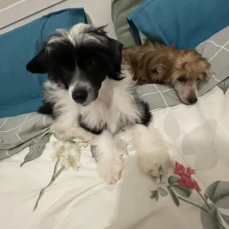 Chinese Crested
