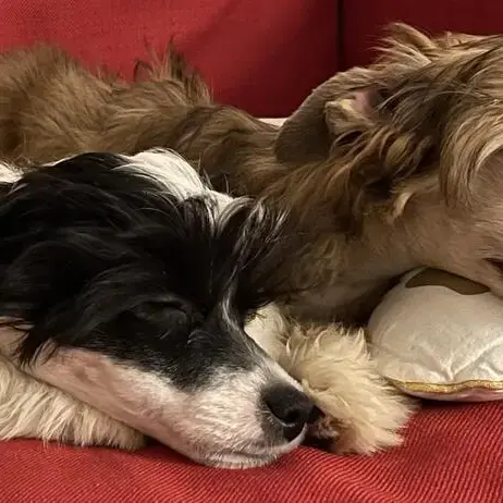 Chinese Crested