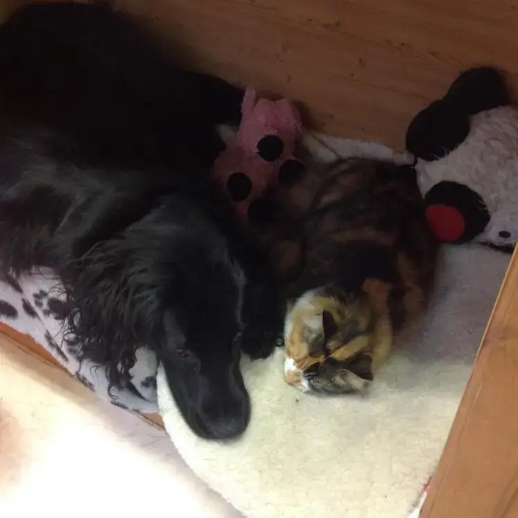 Flatcoated Retriever