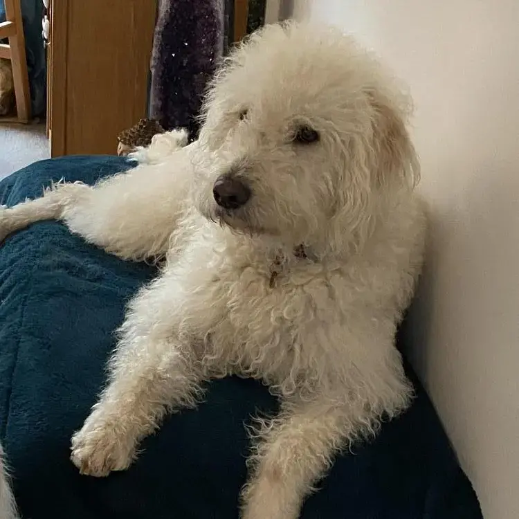 Poodle (Standard)