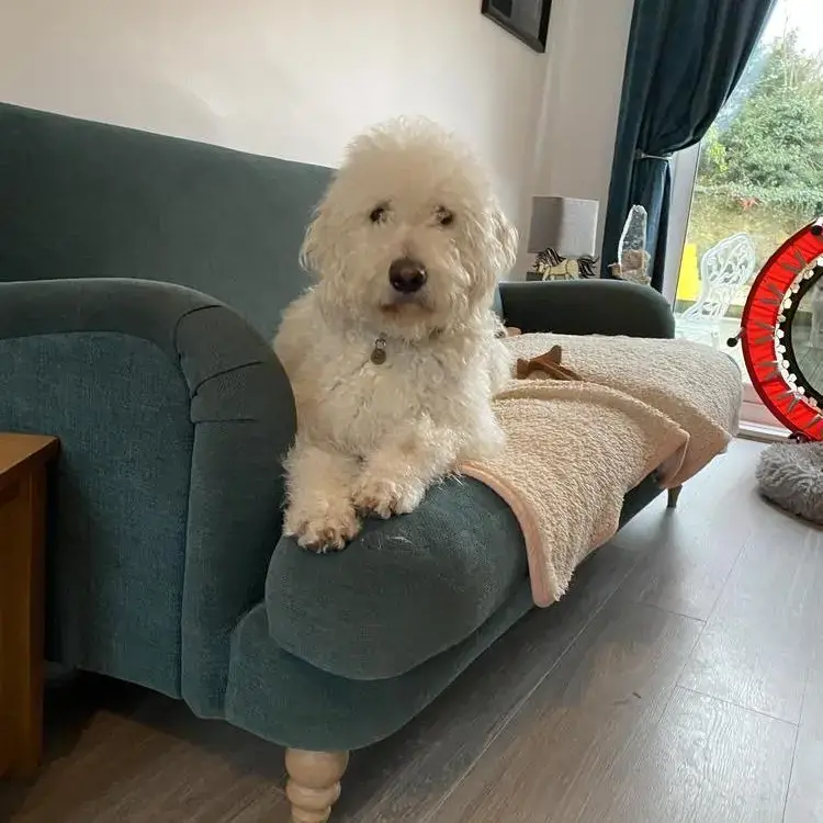 Poodle (Standard)