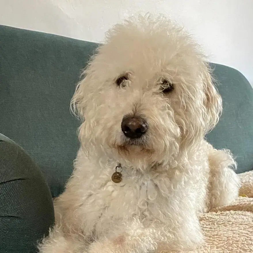 Poodle (Standard)