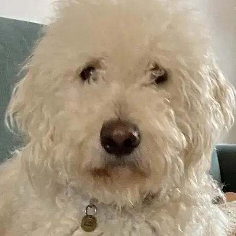 Poodle (Standard)