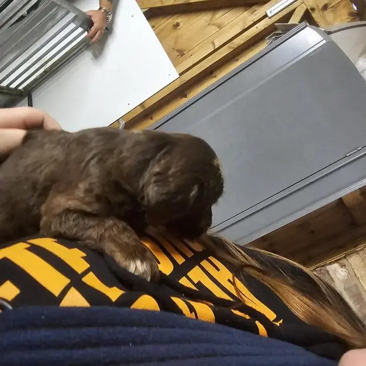 Labradoodle