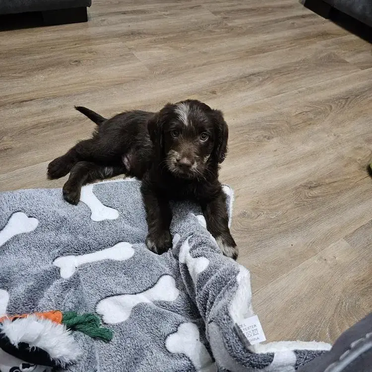 Labradoodle