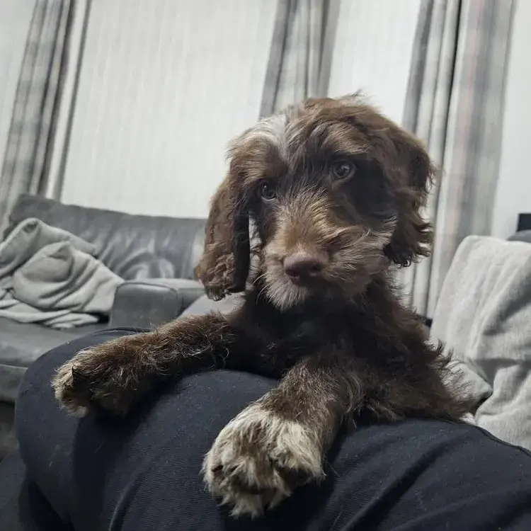 Labradoodle