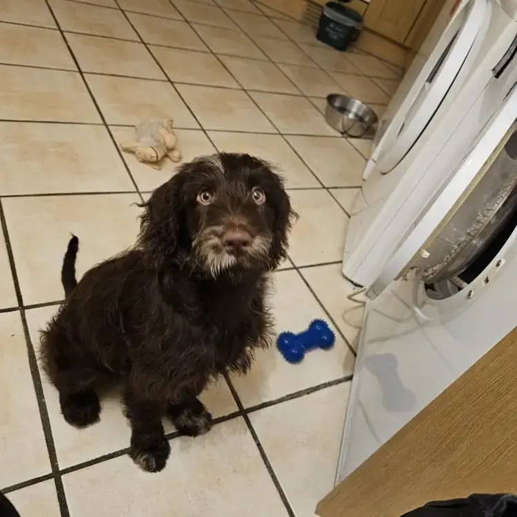 Labradoodle