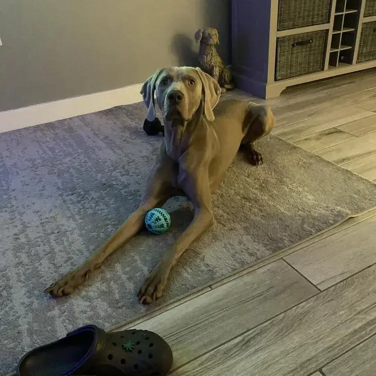 Weimaraner