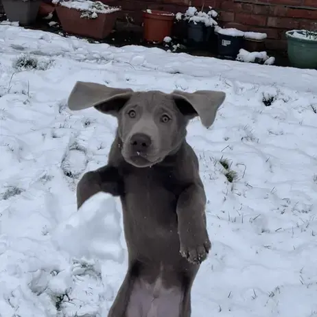 Labrador Retriever