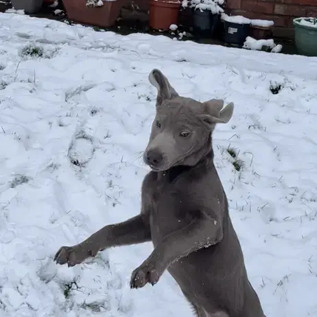 Labrador Retriever
