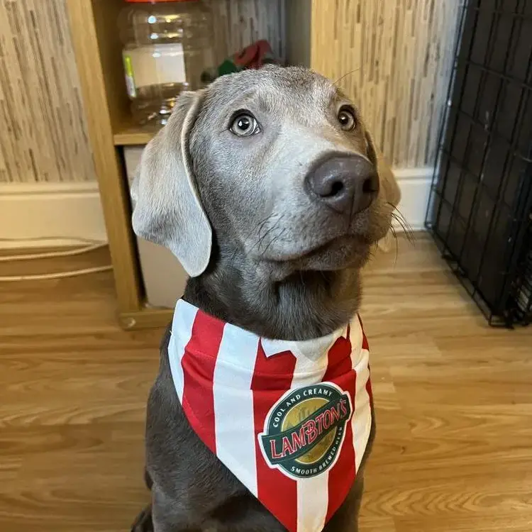 Labrador Retriever