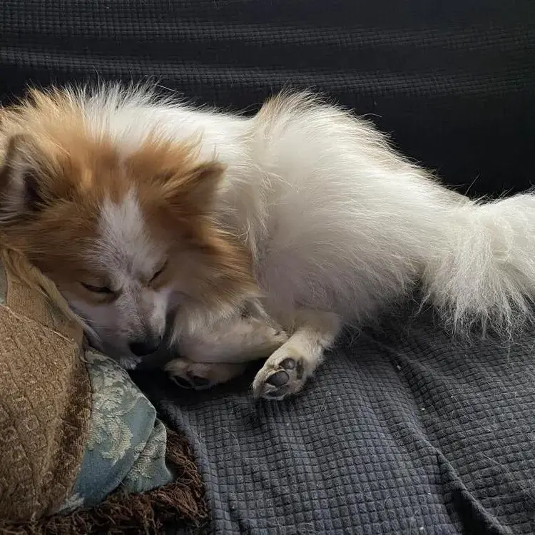 Pomeranian