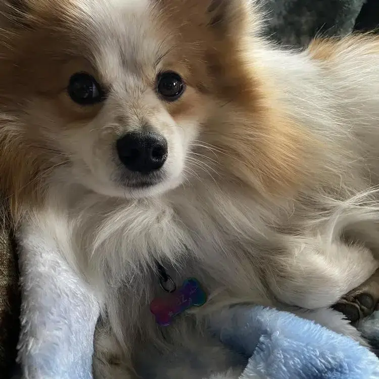 Pomeranian