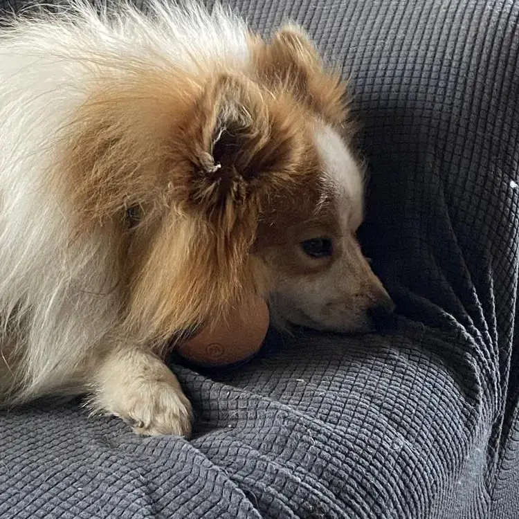 Pomeranian