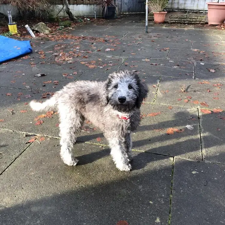 Bedlington Terrier