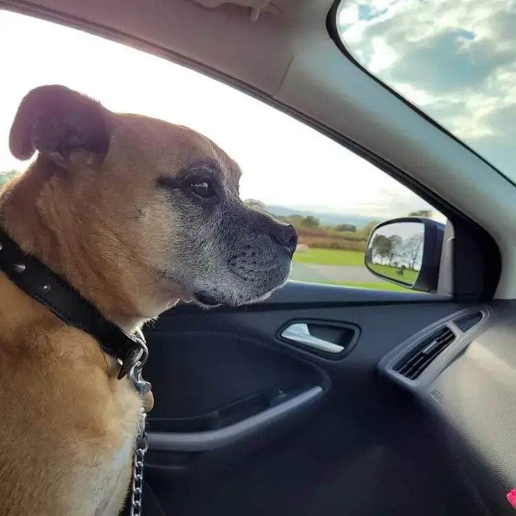 Boxer