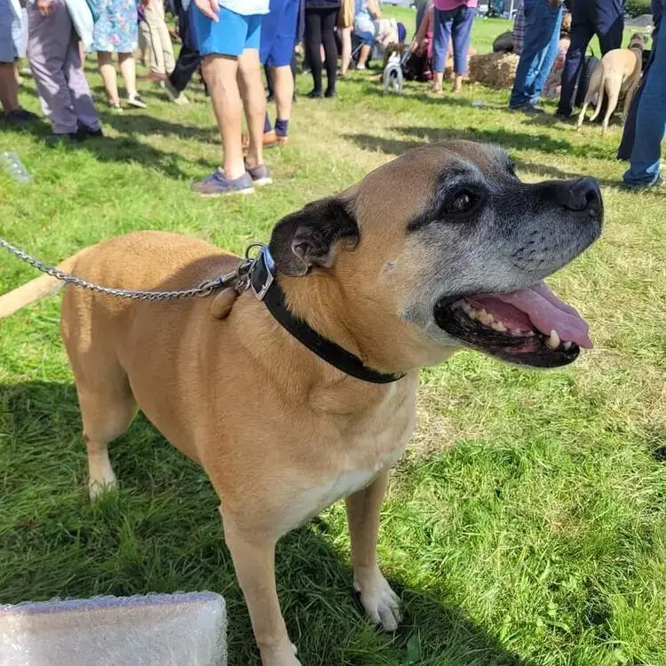 Boxer