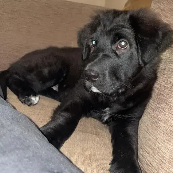 German Shepherd Dog