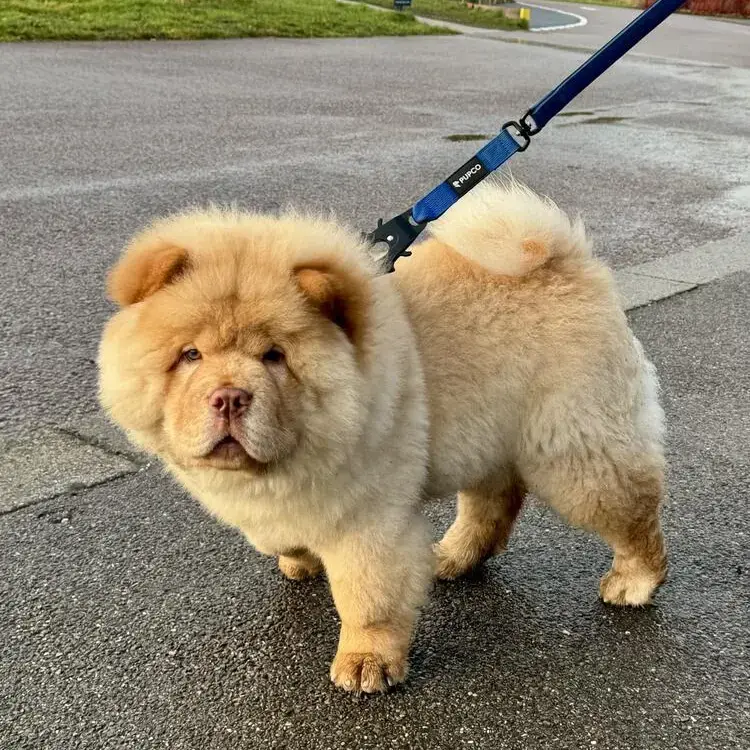 Chow Chow
