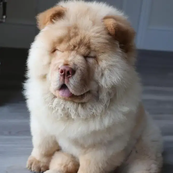 Chow Chow