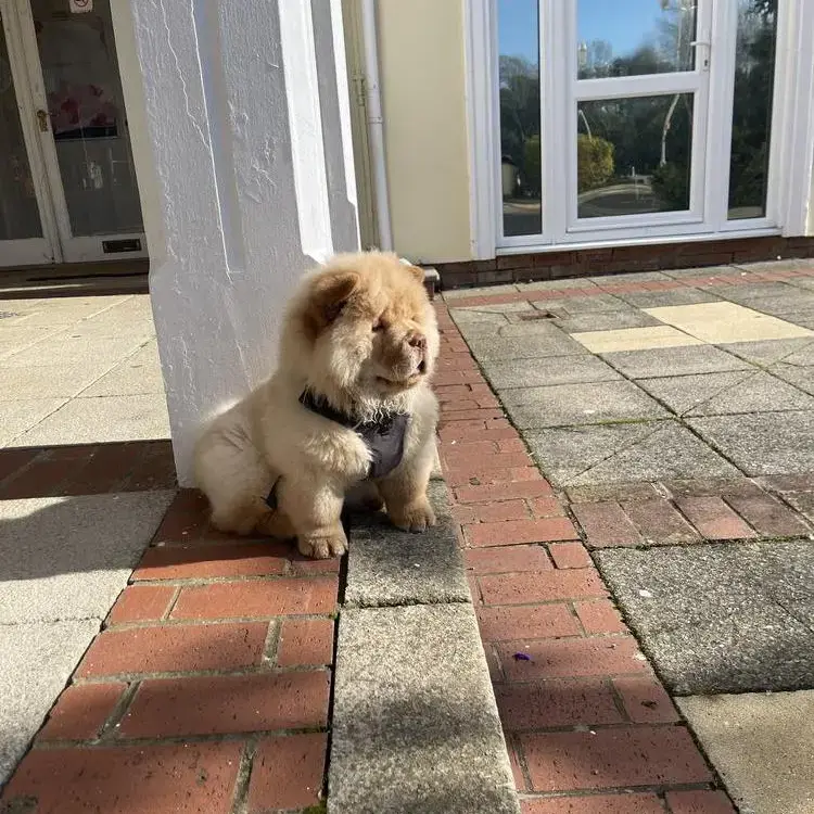 Chow Chow
