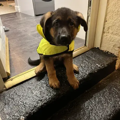 German Shepherd Dog