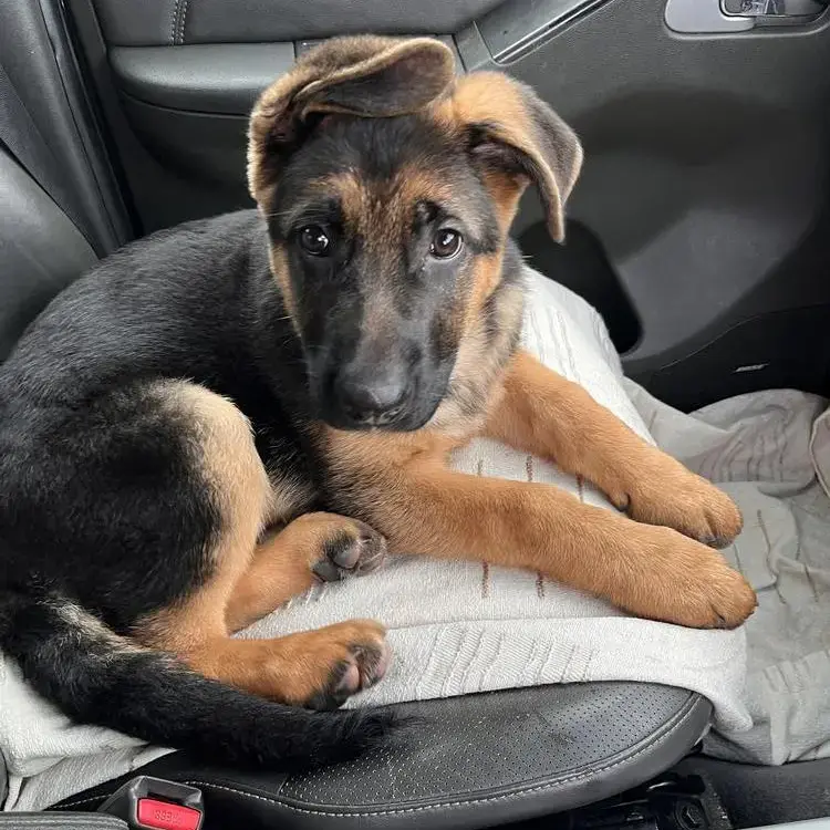 German Shepherd Dog