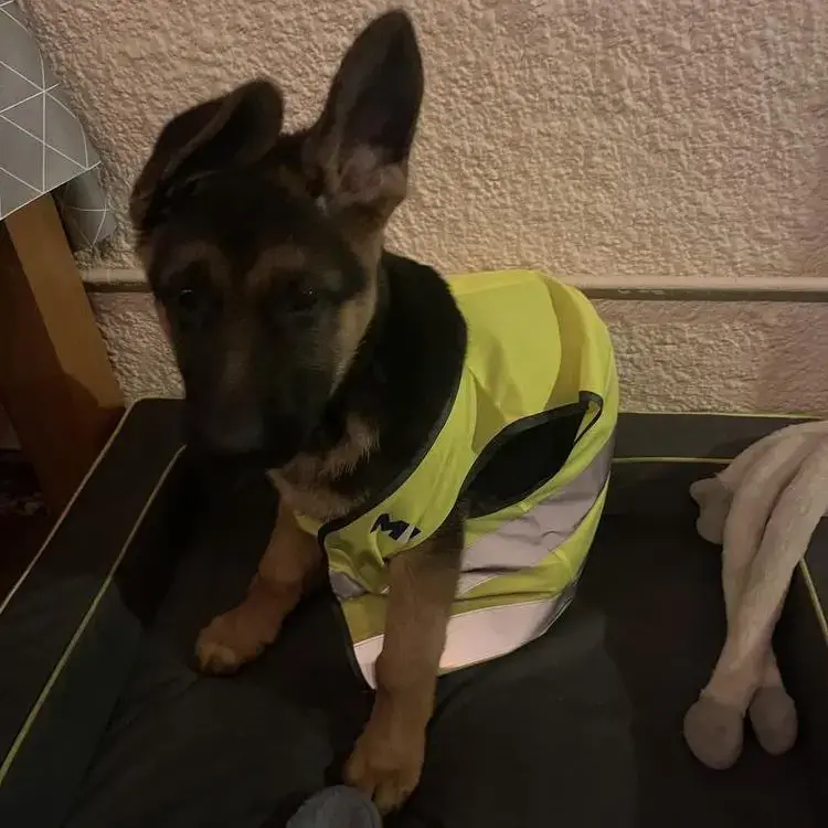 German Shepherd Dog