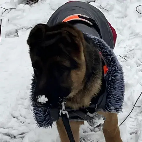 German Shepherd Dog