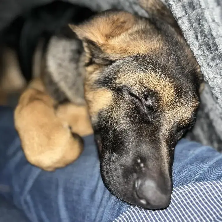 German Shepherd Dog