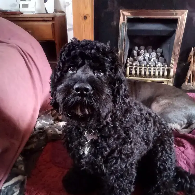 Cockapoo