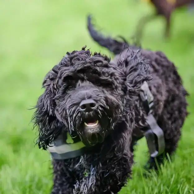Cockapoo