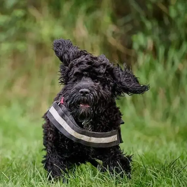 Cockapoo
