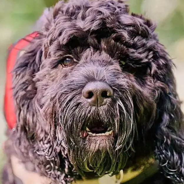 Cockapoo