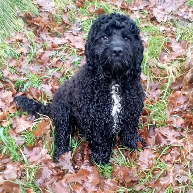 Cockapoo